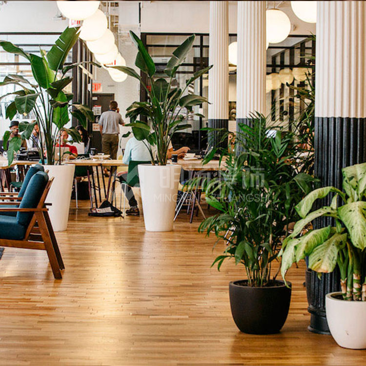 辦公室為什么會放綠植？綠植對辦公室的好處有哪些？